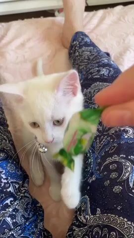 In this close-up video, a fluffy white kitten with green eyes is playfully interacting with a person's hand holding a green and white wrapped candy. The kitten is wearing a purple collar with a small silver bell. The scene appears to be indoors, with a pink bedspread visible in the background and the person's legs, clad in blue patterned pajamas, framing the kitten. The person's fingers are gently guiding the candy for the kitten to bat at. The kitten seems curious and engaged in the activity. There is no discernible time of day or weather information. The visible text on the candy wrapper is small and illegible. The overall mood is playful and affectionate.