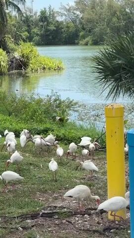 The media file showcases a picturesque waterfront scene, likely in North Miami Beach, Florida. Numerous white ibis, easily identifiable by their long, curved red beaks, are scattered across the grassy shoreline. Some are foraging, while others stand or walk amongst the trees. A few dark birds and seagulls are also present, adding to the avian diversity.

The setting is a lush, green environment with a calm, blue-green body of water in the background. Trees, including a prominent palm tree and several large, mature trees with exposed roots, line the shore. The water appears tranquil, with some lily pads or aquatic plants visible. In the distance, across the water, a faint line of buildings and more trees suggests a developed area beyond the natural landscape.

Two colorful posts, one bright yellow and the other a striking blue, stand prominently in the foreground, adding a touch of artificial color to the natural environment. These might be part of a park or recreational area. The lighting suggests it is daytime, possibly late morning or early afternoon, with bright, diffused sunlight, indicating fair weather. The overall mood is peaceful and serene, capturing a moment of wildlife interacting with its natural habitat. No visible text is present in the media.