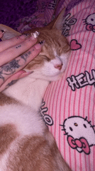 Cat sleeps peacefully on Hello Kitty blanket in Buenos Aires