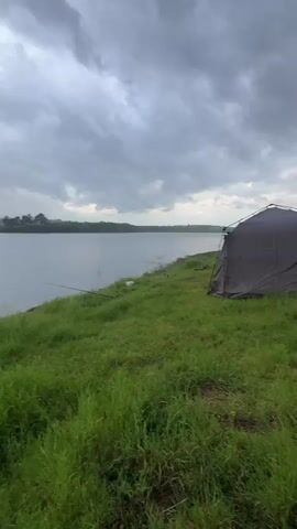 The video shows a tranquil lakeside scene under a grey, cloudy sky.  The shore is covered in lush, green grass that reaches various heights, creating a textured foreground. A fishing tent is pitched on the right side of the frame. A few fishing rods are positioned on the shoreline, their lines extending into the calm, grey water of the lake.  The opposite shore is visible in the distance, lined with trees that fade into the misty horizon. The lighting is soft and diffused due to the overcast sky, adding to the peaceful, slightly somber atmosphere.