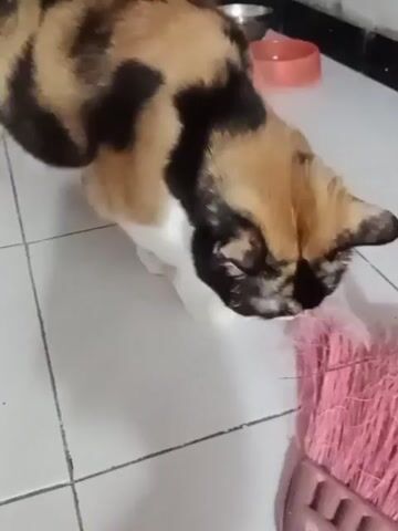 A calico cat with patches of black, tan, and white is sniffing a pink broom on a tiled floor. The cat's head is lowered, and its nose is close to the bristles of the broom. In the background, there are two pet bowls, one metal and one pink, and a blurry red object. The lighting is indoor and appears to be daylight.