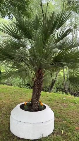 The video shows a park with several palm trees planted in round, white planters. The trees are scattered across a grassy area and along a paved walkway. There are also regular trees present, providing shade. The overall atmosphere is peaceful and natural.