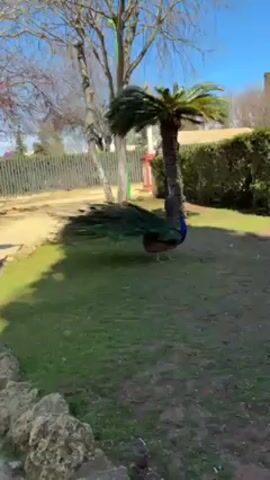 The video shows a peacock standing on a grassy lawn beneath a palm tree. The peacock faces away from the camera. The body is blue and copper in color. Its tail feathers are long and green. There are trees and shrubbery in the background. A wooden fence borders the lawn to the left. The day is sunny.