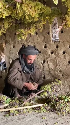 A man crouches in a traditional drying room filled with bunches of green and purple grapes. He is wearing a brown tunic and a dark grey turban. He is using a stick to separate grapes from a large pile on the ground. Above him, more bunches of grapes are hanging from branches, some of which are dried. The room is made of earth or mud and has numerous circular holes in the wall. A small black object, possibly a shoe, is visible on a ledge to the left. The ground is also covered in grapes and debris. The lighting is dim, suggesting it is either early morning or late evening, or the room is not well-lit.