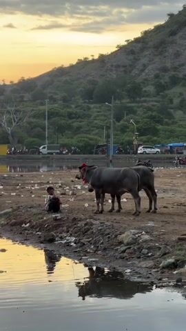 The video captures a scene at what appears to be a pond or lake edge. A young boy sits near the water's edge with his back to the viewer. Two water buffaloes, adorned with red decorations around their necks, stand nearby. The ground is littered with trash and debris. In the background, there is a road with various vehicles, including cars and motorcycles, and people moving about. A green, tree-covered hill rises in the background under a cloudy, sunset-colored sky.