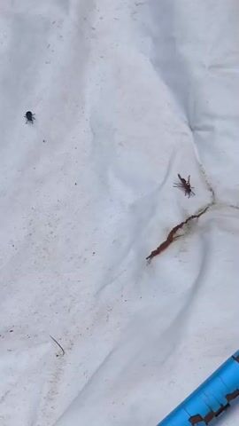 A close-up, high-angle shot shows a white, wrinkled surface, likely fabric, with several small, dark objects. One object, appearing to be an insect, is near the center of the frame. To the right of this insect, there are two small, dark, leaf-like shapes. In the lower right corner, a blue cylindrical object with peeling brown paint runs diagonally across the frame. The surface also has some brown stains and dirt. The insect briefly moves.