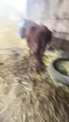 The video shows a person petting a black calf in a barn-like enclosure. The calf stands near a tire filled with hay. The person, wearing a blue sleeve, reaches out to pet the calf's head and ears. Other cows are visible in the background, and there is hay scattered on the ground. The enclosure has a roof and is partially enclosed with wood.