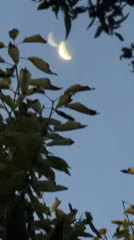 Dragonfly lantern glows under a crescent moon in Tashkent