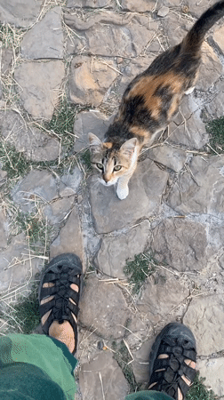 Quiet afternoon in Avanos: cats, plums, and open sky