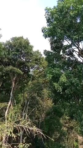 The video shows a view looking up into the sky through trees. The trees are tall and leafy, with a mix of green and brown foliage. The sky is blue with some white clouds. The camera pans slowly to the right, revealing more trees and the sky. There are no people or animals visible in the video. The overall impression is one of a peaceful, natural scene.