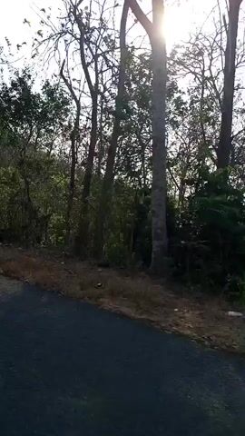 The video shows a paved road curving through a wooded area. Trees and vegetation line the sides of the road, with some areas appearing dry and others lush green. The sun is visible through the trees, casting shadows on the road. The perspective suggests the video was taken from a moving vehicle. There are no people or other objects of note visible on the road or in the immediate surroundings. The overall environment is natural and undeveloped.