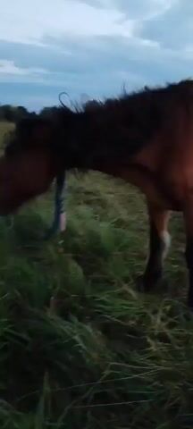 The video shows a brown horse standing in a grassy field. The horse has a dark mane and tail, and white markings on its legs. It is wearing a blue halter with a green and white tag. The horse is bending its head down to graze on the grass. The sky is cloudy and appears to be dusk. Trees are visible in the background.