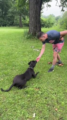 Summer evening in a Wheeling backyard with a dog and friends