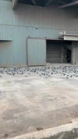 The video shows a flock of pigeons gathered on a dirty concrete surface in front of a large, weathered building with corrugated metal siding. The building has a large sliding door partially open on the right side and a smaller section jutting out near the top of the frame. In the background on the left, a figure wearing a yellow safety vest walks through a doorway. The pigeons are scattered across the concrete, pecking at the ground. A few are taking flight. The overall scene appears industrial and somewhat neglected.