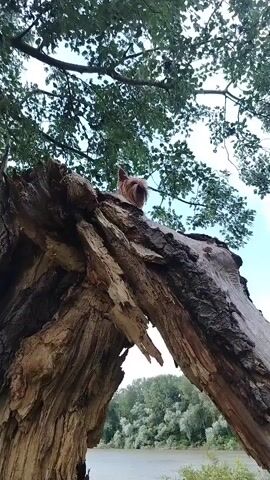 A low-angle video shows a small, tan-colored dog with shaggy fur perched on top of a large, fallen, weathered tree trunk. The dog's head and shoulders are visible as it looks down and slightly to the left. The trunk has a rough, gnarled texture and is broken in several places, creating a natural archway in the foreground. Above the dog and the trunk, lush green leaves and branches of a tree are silhouetted against a bright, hazy sky. In the background, a body of water, likely a river or lake, is visible, with a line of green trees on the far bank. The overall scene suggests an outdoor, natural setting, possibly a park or forest area near a body of water.