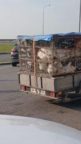 A trailer carrying multiple cages of chickens is seen from the side. The cages are stacked on top of each other and are made of metal mesh. A blue tarp covers the top of the cages. The trailer has a license plate that reads "BP 619 02". A car is visible in the background. The ground is paved, suggesting a road or parking lot. The lighting indicates it is daytime.