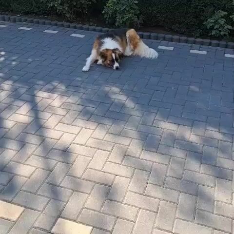 A medium-sized dog with brown, white, and black fur lies on a paved surface. The dog is lying on its side with its head down, resting on the ground. The dog appears to be relaxed or tired. The paved surface is made of interlocking gray bricks and is illuminated by sunlight, casting shadows on the ground. Behind the dog, there is a low hedge with green foliage and some small yellow flowers. The overall environment appears to be an outdoor area, possibly a garden or a patio.