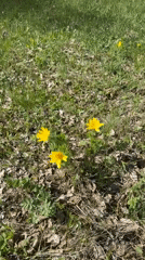 Spring day captured: birch forests, wildflowers, cats, pastoral moments