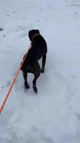 The video shows a dark brindle dog on a bright orange leash being walked in the snow. The dog is sniffing and walking in a field covered in white snow. A white house can be seen in the background. The person holding the leash is wearing a green coat and part of their gloved hand can be seen.