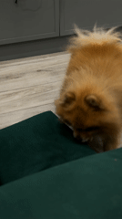 Chihuahua and digital imagery captured in Khimki