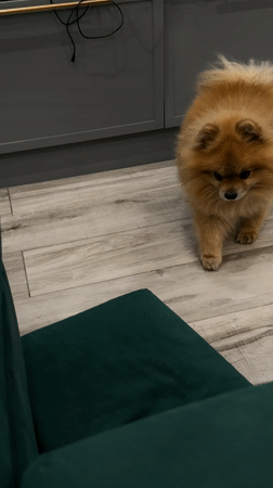 Chihuahua and digital imagery captured in Khimki