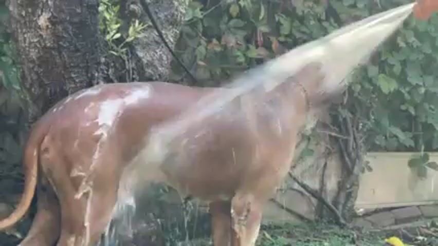 A brown dog stands in a grassy area being sprayed with water from a hose held by an unseen person. The dog wears a collar. The background includes trees and foliage.