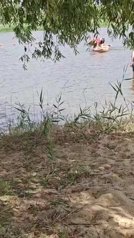 The video begins with a close-up view of the sandy shore of a body of water, with green grass and reeds growing along the edge. Sunlight filters through the leaves of a large tree, casting dappled shadows on the sand. The water is calm and appears to be a river or lake. In the distance, several people are visible. One person is standing on an inflatable paddleboard, holding a paddle. Another person is partially visible on the paddleboard. Further in the background, a few other individuals are in the water, some of whom appear to be swimming or playing. The scene suggests a leisurely summer day spent at the water's edge.