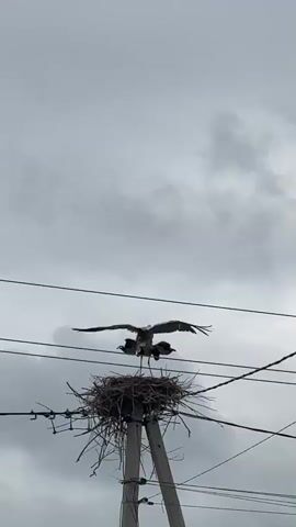 A stork is in its nest, perched on a utility pole, with its wings outstretched. The nest is made of twigs and is situated high up on the pole, which is crisscrossed with electrical wires. The sky is overcast, suggesting a cloudy or stormy day. The bird appears to be preparing to fly or perhaps asserting its dominance in its territory. The scene is set in Chyshky, Ukraine. There are no people visible in the frame. The lighting is muted due to the cloudy sky, indicating it is likely daytime, but the specific time of day is not evident. The overall mood is one of nature's presence in an otherwise man-made environment.
