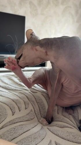 Sphynx cat, home cooking, and a car ride in Izhevsk