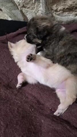 The video shows two puppies on a brown blanket. One puppy is light beige and lying on its back with its paws up. The other puppy is darker, primarily gray and brown with some white markings, and is lying on top of the beige puppy. The puppies appear to be playing or wrestling. The background includes a gray stone wall and a black item. There is also audio of what seems to be speech in a language other than English.
