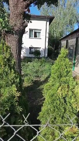 The video opens with a view of a white building with a light brown roof. In front of the building, there is a lush garden filled with various plants and flowers in shades of green, pink, and purple. The garden appears somewhat overgrown, giving it a wild and natural look.

Two evergreen trees, likely thuja or cypress, frame the foreground of the shot, adding a vibrant green contrast to the scene. Behind the garden, part of a wooden structure is visible on the right side, possibly a shed or another small building. The sunlight casts dappled shadows from the leaves of trees onto the white wall of the building, suggesting it is daytime with a mix of sun and shade. The sky above appears clear, indicating pleasant weather.

The overall impression is that of a residential property, possibly in a rural or suburban setting, likely in Kamionka, Poland, given the context. The garden suggests a focus on nature and perhaps a relaxed approach to landscaping. There is no discernible activity or event taking place; the video captures a still, natural scene. The emotions evoked are peaceful and tranquil, highlighting the beauty of the garden and the surrounding greenery. No text is visible in the media.
