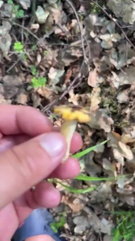 A close-up shot shows a person's hand holding a small mushroom with a yellow stem and cap. The background is blurred, but appears to be a forest floor covered in fallen leaves and some green vegetation. The camera then pans down to reveal more of the forest floor, where several more small yellow mushrooms are visible among the leaves and twigs. The lighting suggests it is daytime, likely in a shaded area of the forest.