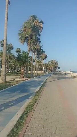 The video begins by showing a paved walkway lined with palm trees under a clear blue sky. The walkway appears to be a path for pedestrians or cyclists, with a lighter blue section for bicycles. A sidewalk runs alongside the path, bordered by grass. In the background, more palm trees and some buildings are visible. The scene suggests a sunny day, likely morning or afternoon, given the bright light and clear sky. There are no people visible in the initial part of the video, giving it a peaceful and serene feel.

As the video progresses, the camera pans upwards, focusing on the lush green fronds of the palm trees against the bright blue sky. The perspective shifts to a lower angle, emphasizing the height of the palm trees. The sunlight filters through the leaves, creating a dappled effect. The camera continues to move, showing a dense collection of palm trees interspersed with buildings in the distance. The overall atmosphere remains calm and tranquil, with the gentle sway of the palm fronds possibly indicating a light breeze. The location is identified as Yenişehir, Turkey, which aligns with the presence of numerous palm trees and the architectural style of the buildings. The time of day is consistently bright and sunny, reinforcing the sense of a pleasant, outdoor environment. No text is visible in the video.