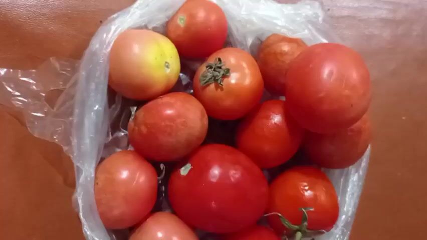 The video shows a pile of ripe tomatoes inside a clear plastic bag. The tomatoes are red and vary slightly in size and shape. Some are a deeper red, while others have hints of yellow or orange, indicating they are not uniformly ripe. A few tomatoes have green stems or remnants of stems still attached. The bag appears to be sitting on a brown, textured surface, possibly a countertop or table. The lighting is overhead, casting some shadows on the tomatoes and the surface. The camera angle is from directly above, looking down at the tomatoes. The video is static, with no movement or action observed.