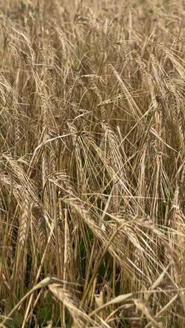The video shows a close-up, shallow depth of field shot of a field of ripe barley. The stalks are golden brown and sway gently in the breeze. The sun appears to be bright, casting a warm glow on the scene. There are no people or animals visible in the video.