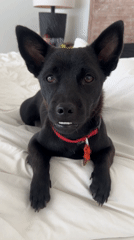 Black dog with red collar rests on bed, sneezes