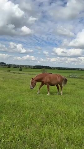 A brown horse stands in a grassy field under a cloudy sky. The horse is facing left and looking to its left. There is another horse in the background. The field is green and lush, and the sky is blue with white clouds. The scene is peaceful and serene.