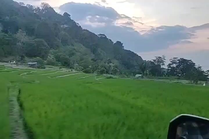 A car drives past a vibrant green rice paddy field with a mountain range as a backdrop. The sky is a mix of blue and cloudy white, hinting at the setting sun.  In the distance, the water's edge is visible, suggesting a coastal location.  Scattered across the field are small structures, including a makeshift blue tarp shelter and a couple of rustic huts. People are working in the rice fields, and there are chickens visible on the ground.