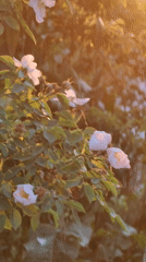 Pink wild roses bloom in golden sunset light, Ukraine