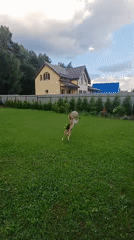 Beagle goes airborne chasing a ball in a Timokhovo backyard