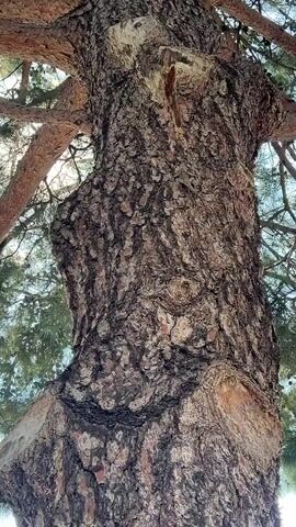 The video shows a close-up view of a lizard on the bark of a tree. The lizard is light brown and grey with black markings and is facing to the right, with its tail extending downwards. It has its legs spread out and is gripping the rough texture of the bark. The tree trunk is thick and covered in deeply grooved, reddish-brown bark. The background is blurred, but appears to be foliage and the sky. The camera is positioned below the lizard, looking up at it. The lighting suggests it is daytime.