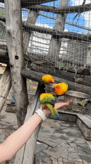Families feed colorful parrots at Russian bird park