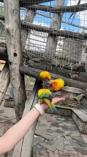 Families feed colorful parrots at Russian bird park