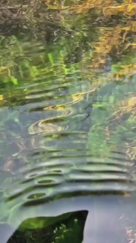 The video shows a close-up view of the surface of a body of water, possibly a lake or river. The water is clear, and sunlight is filtering through it, creating shimmering patterns on the bottom. The bottom appears to be covered with aquatic vegetation, which is green and yellowish. There are also some darker objects in the water, which could be rocks or debris. The camera is positioned low, near the water's surface, and some of the vegetation is visible in the foreground, appearing as dark shapes. The overall impression is one of a serene and natural environment.