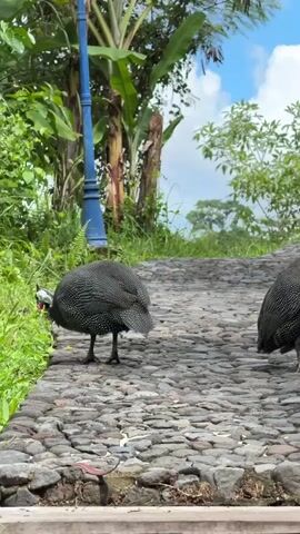 The video shows two guinea fowl walking on a cobblestone path beside some grass. The birds are dark with white spots, and have red wattles and white faces. They peck at the ground as they walk, and at one point one of the birds pecks in the grass. In the background, there is a blue lamppost, some banana trees, and other green foliage. The sky is visible, and is blue with some clouds. The video ends with one of the birds close to the edge of the path, near some wooden stairs.