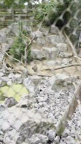 Two birds are in an enclosure. One bird is standing on the ground and appears to be interacting with another bird that is lying on the ground. The enclosure is rocky and has a small pool of green water. There is a tree branch and a concrete bowl in the enclosure. The scene is viewed through a wire mesh.
