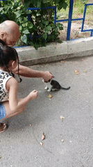 Stray cats fed in a Tashkent courtyard on a summer morning