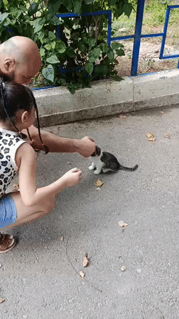 Stray cats fed in a Tashkent courtyard on a summer morning