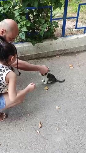 Stray cats fed in a Tashkent courtyard on a summer morning