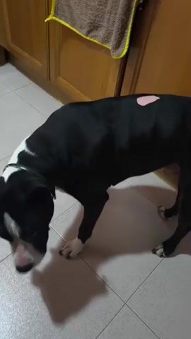 The video shows a black and white dog indoors, likely in a kitchen area due to the tiled floor and wooden cabinets. The dog is a medium-sized breed with a white stripe down its face. It has a pink spot on its back. The dog initially walks around, then sits and looks at the camera. It then stands and faces away from the camera, before the video ends. There is a brown towel hanging on a cabinet door in the background.